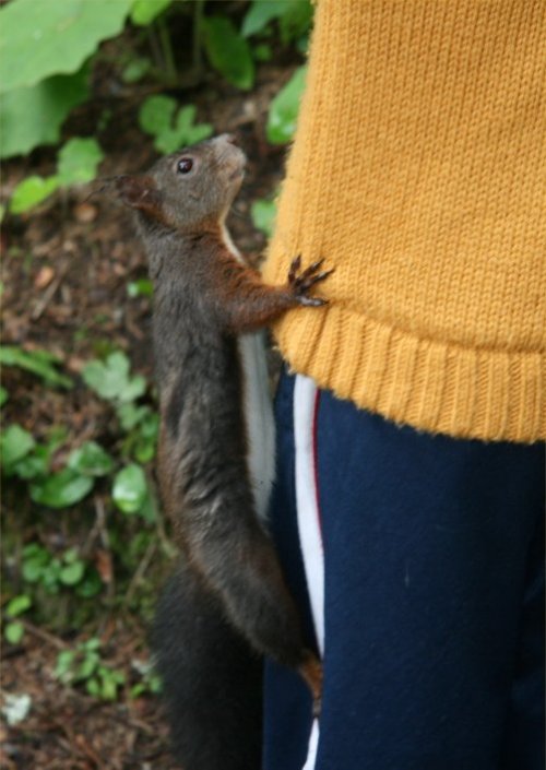 Eichhörnchen