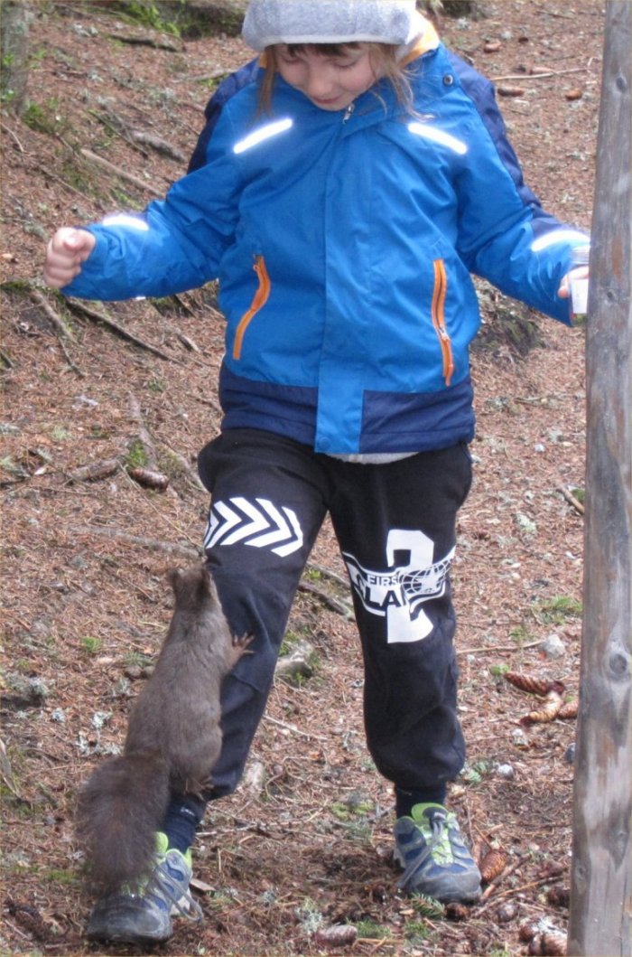 Eichhörnchen