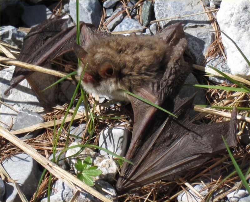 Fledermaus