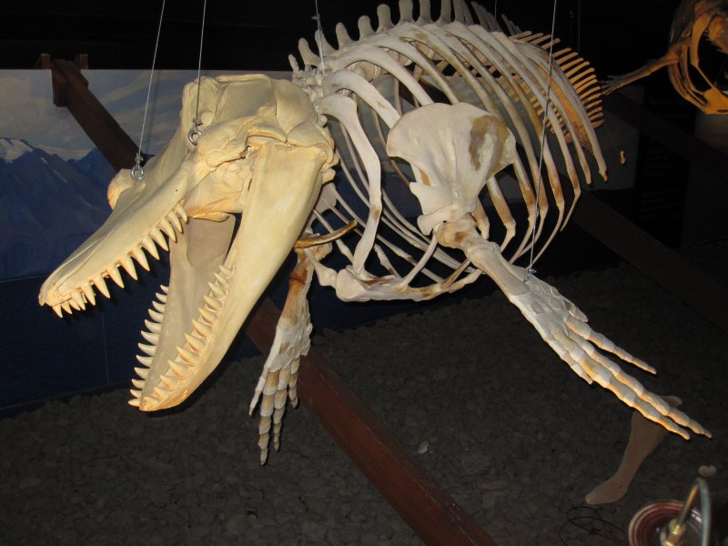 Walmuseum Husavik